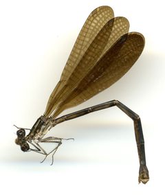 Argia fumipennis fumipennis by the Smithsonian. Used under a CC0 license.