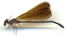 Argia fumipennis atra by the Smithsonian. Used under a CC0 license.