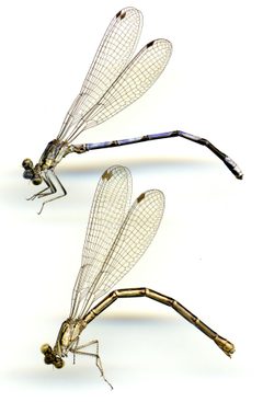 Argia fumipennis violacea by the Smithsonian. Used under a CC0 license.