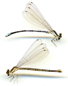 Argia hinei by the Smithsonian. Used under a CC0 license.