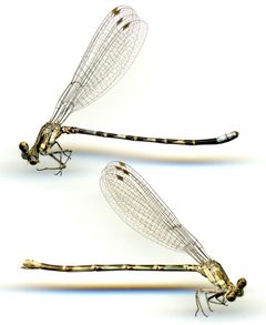 Argia immunda by the Smithsonian. Used under a CC0 license.