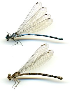 Argia lacrimans by the Smithsonian. Used under a CC0 license.