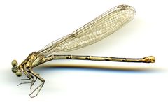 Argia lugens by the Smithsonian. Used under a CC0 license.