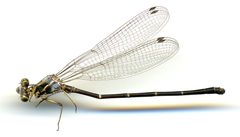 Argia lugens by the Smithsonian. Used under a CC0 license.