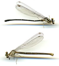 Argia moesta by the Smithsonian. Used under a CC0 license.