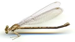 Argia munda by the Smithsonian. Used under a CC0 license.
