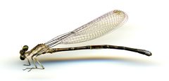 Argia munda by the Smithsonian. Used under a CC0 license.