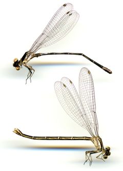 Argia oenea by the Smithsonian. Used under a CC0 license.