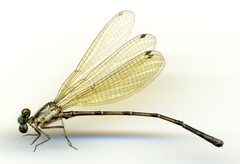 Argia rhoadsi by the Smithsonian. Used under a CC0 license.