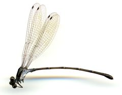 Argia tezpi by the Smithsonian. Used under a CC0 license.