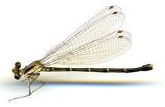 Argia tibialis by the Smithsonian. Used under a CC0 license.