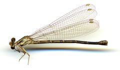 Argia tonto by the Smithsonian. Used under a CC0 license.