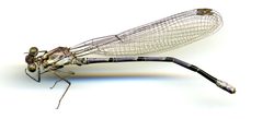 Argia tonto by the Smithsonian. Used under a CC0 license.