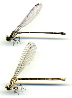 Argia translata by the Smithsonian. Used under a CC0 license.
