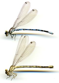 Argia vivida by the Smithsonian. Used under a CC0 license.