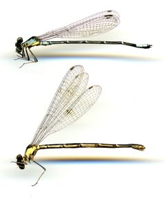 Chromagrion conditum by the Smithsonian. Used under a CC0 license.