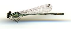 Coenagrion angulatum by the Smithsonian. Used under a CC0 license.