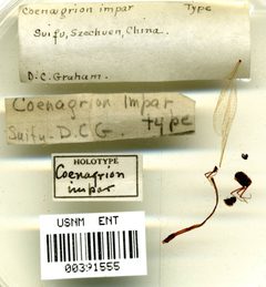 Coenagrion impar by the Smithsonian. Used under a CC0 license.
