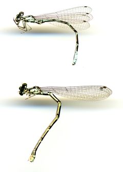 Coenagrion interrogatum by the Smithsonian. Used under a CC0 license.
