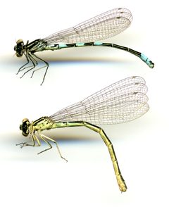 Coenagrion resolutum by the Smithsonian. Used under a CC0 license.
