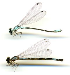 Enallagma aspersum by the Smithsonian. Used under a CC0 license.