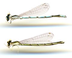 Enallagma basidens by the Smithsonian. Used under a CC0 license.
