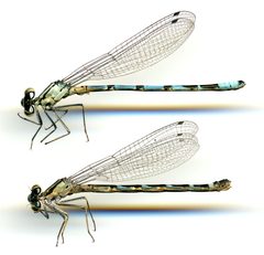Enallagma boreale by the Smithsonian. Used under a CC0 license.