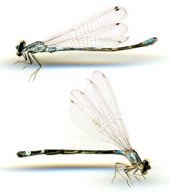 Enallagma clausum by the Smithsonian. Used under a CC0 license.