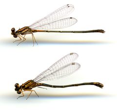 Enallagma concisum by the Smithsonian. Used under a CC0 license.
