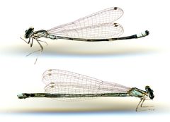 Enallagma divagans by the Smithsonian. Used under a CC0 license.