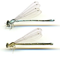 Enallagma exsulans by the Smithsonian. Used under a CC0 license.