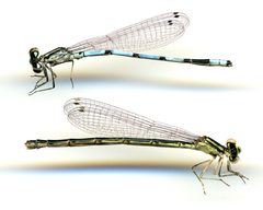 Enallagma hageni by the Smithsonian. Used under a CC0 license.