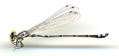 Enallagma novaehispaniae by the Smithsonian. Used under a CC0 license.
