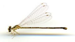 Enallagma signatum by the Smithsonian. Used under a CC0 license.