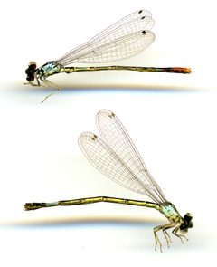 Hesperagrion heterodoxum by the Smithsonian. Used under a CC0 license.
