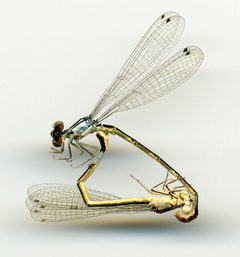 Hesperagrion heterodoxum by the Smithsonian. Used under a CC0 license.