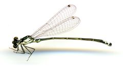 Ischnura damula by the Smithsonian. Used under a CC0 license.