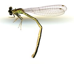 Ischnura damula by the Smithsonian. Used under a CC0 license.