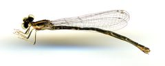 Ischnura demorsa by the Smithsonian. Used under a CC0 license.