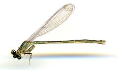 Ischnura denticollis by the Smithsonian. Used under a CC0 license.