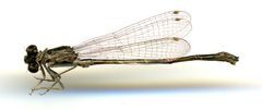 Ischnura gemina by the Smithsonian. Used under a CC0 license.