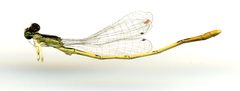 Ischnura (Anomalagrion) hastata by the Smithsonian. Used under a CC0 license.