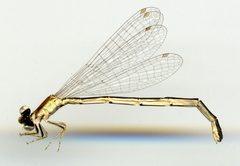 Ischnura (Anomalagrion) hastata by the Smithsonian. Used under a CC0 license.