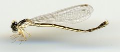 Ischnura posita by the Smithsonian. Used under a CC0 license.