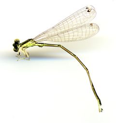 Ischnura prognata by the Smithsonian. Used under a CC0 license.