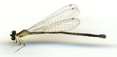 Ischnura prognata by the Smithsonian. Used under a CC0 license.