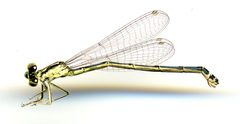 Ischnura verticalis by the Smithsonian. Used under a CC0 license.