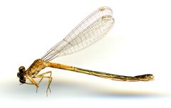 Ischnura verticalis by the Smithsonian. Used under a CC0 license.