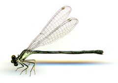 Ischnura verticalis by the Smithsonian. Used under a CC0 license.