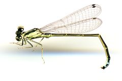 Ischnura verticalis by the Smithsonian. Used under a CC0 license.